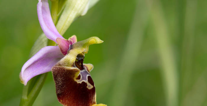 ophrys_bourdon_cr_benoit_renevey