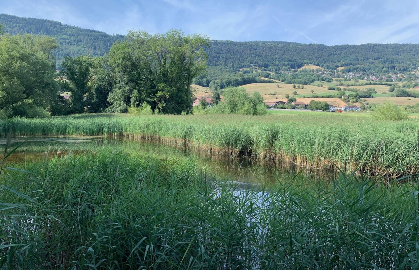 L'étang de la Scie, propriété de Pro Natura Vaud, site d'importance nationale pour les batraciens